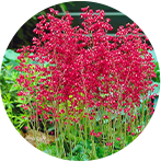 Heuchera